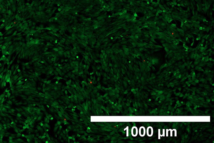 Scientific graphic showing myoblast cells cultured with affibodies for 72 hours. Cells stained green represent live cells and red are dead cells