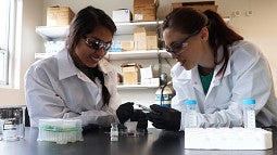 Knight Campus Undergraduate Scholar in the lab with mentor